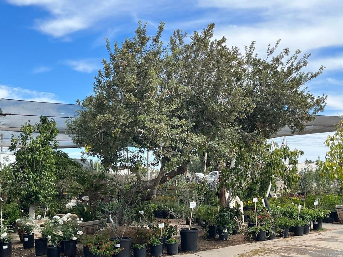 Green Patch Nursery