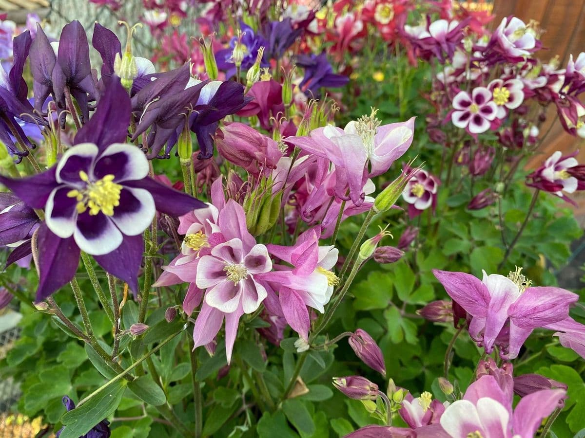 Green Planter's Garden Center & Landscaping