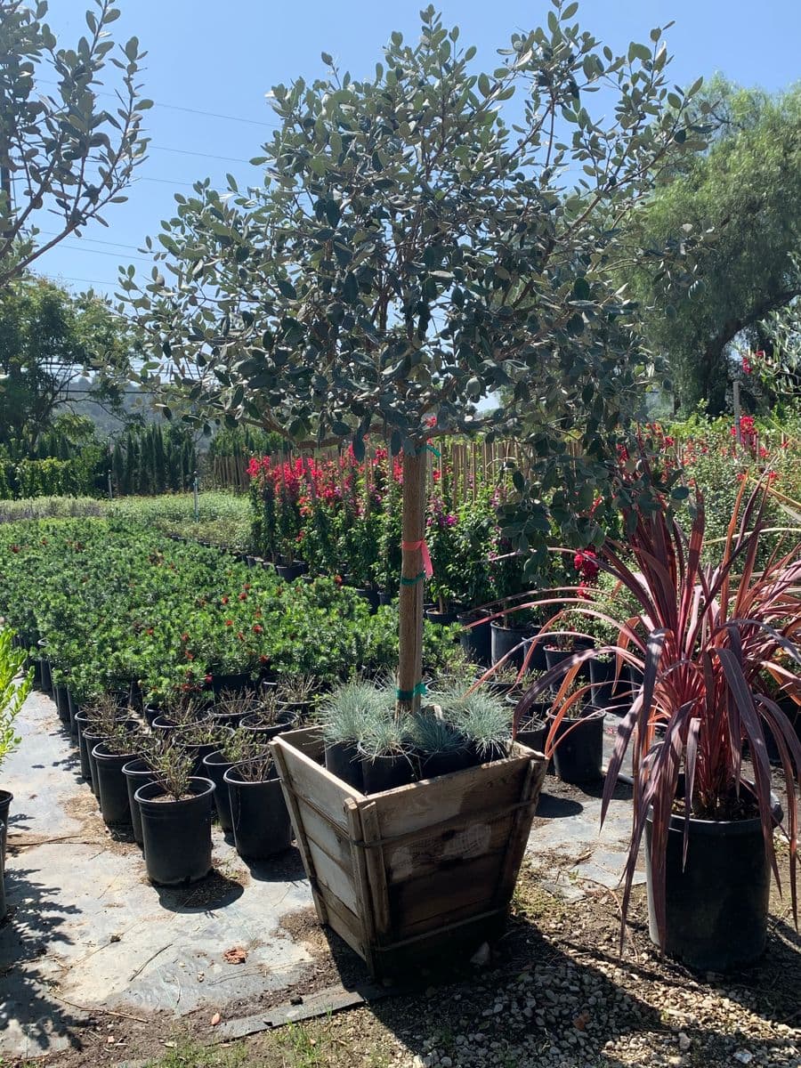 GREEN TREE NURSERY
