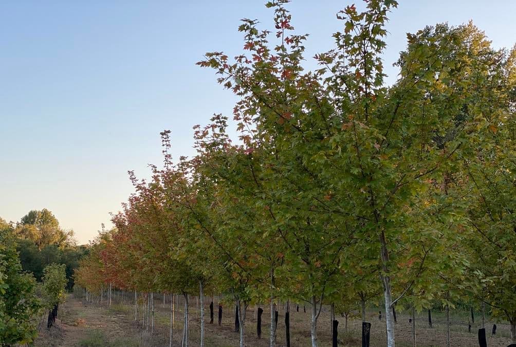 Green Valley Nursery
