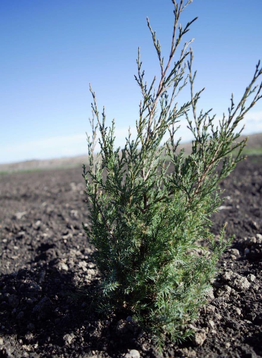 Green Valley Nursery LLC