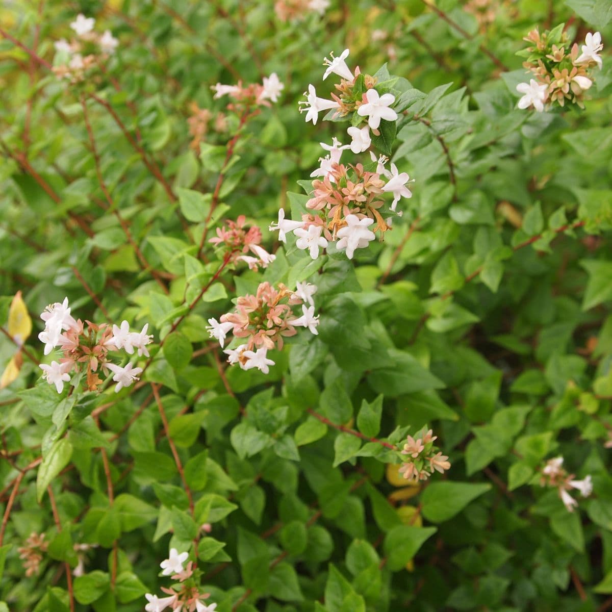 greenbank plant nursery