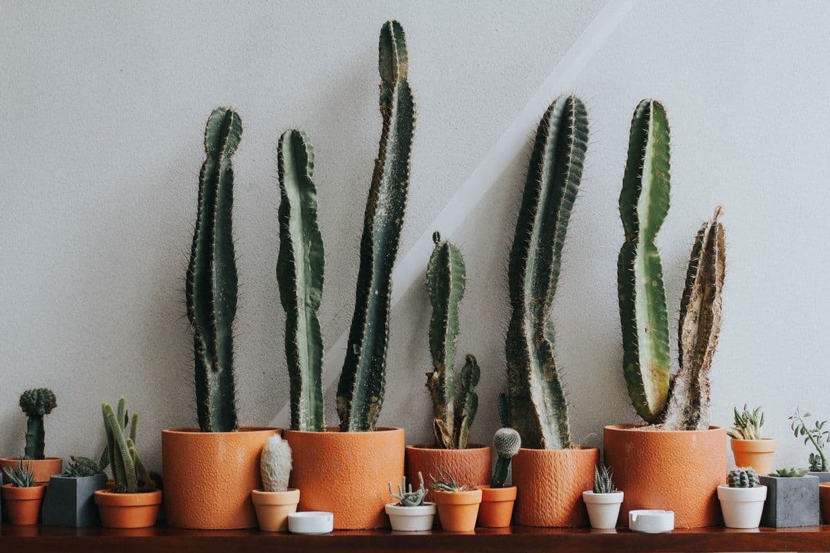greenhouse plant shop