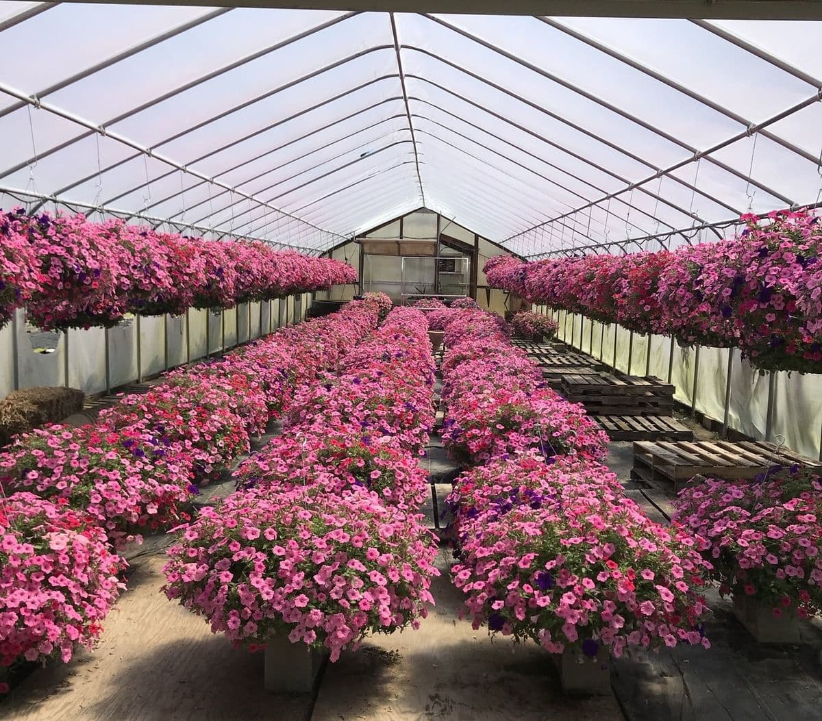 Greenworld Greenhouse