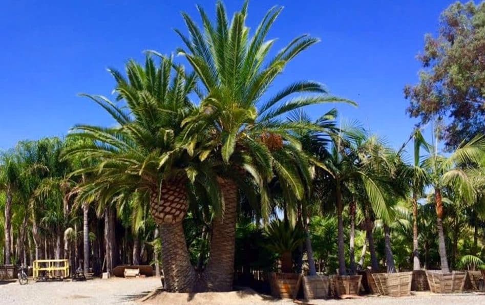Gregory Palm Farms