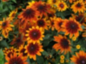 Griers Nursery & Greenhouses