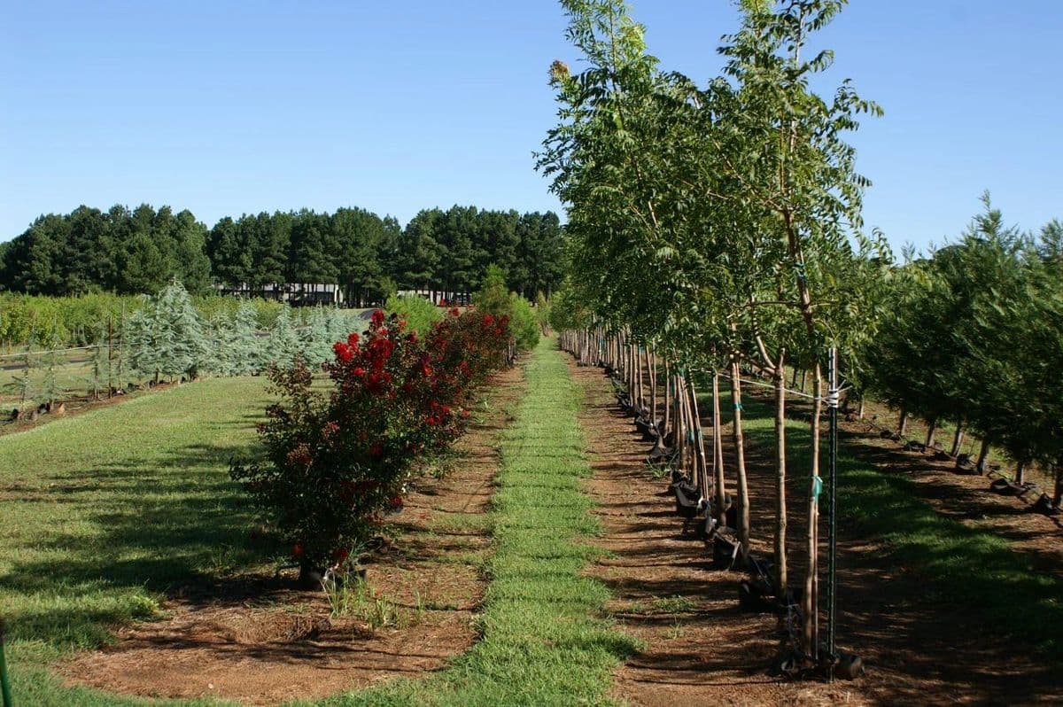 Griffis Tree Farm