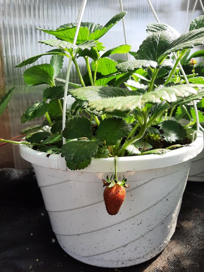 Griffiths Greenhouse