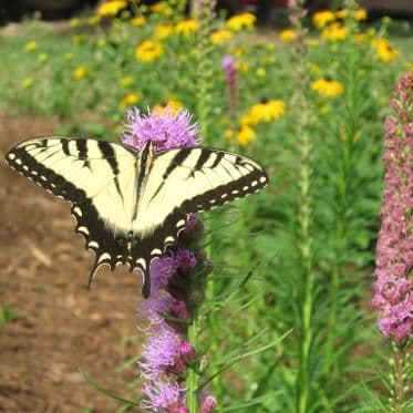 Grindstone Wildflower Farm