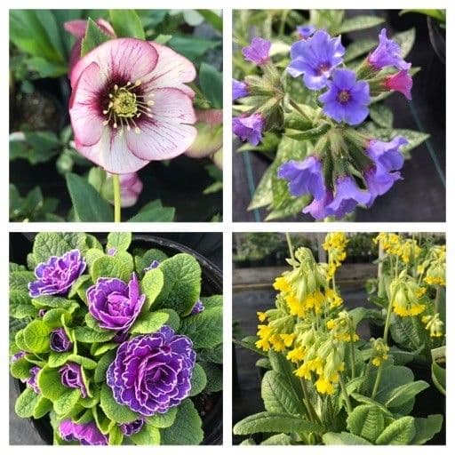 Groffs Plant Farm