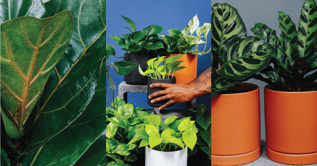 Grounded: Plant Shop, Cafe, & Wellness Studio