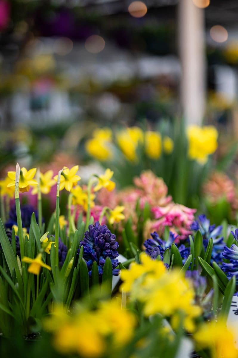 Grove Gardens Nursery and Garden Center