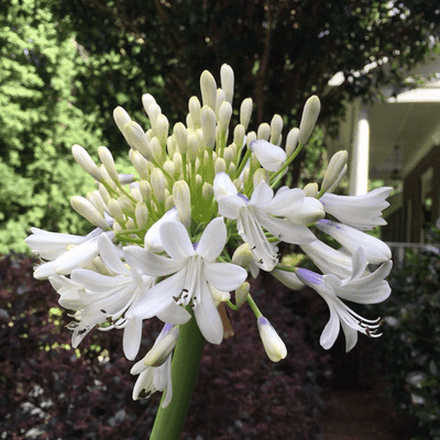 Groves Nursery
