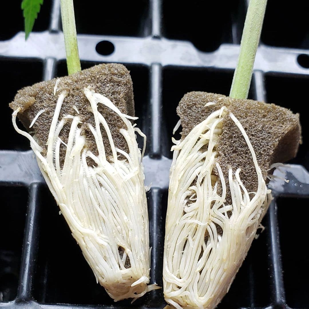 Grow Depot