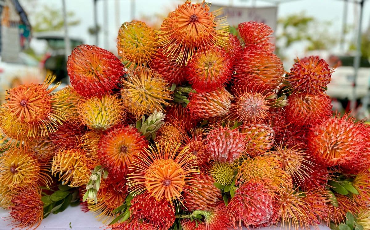 Grow Protea