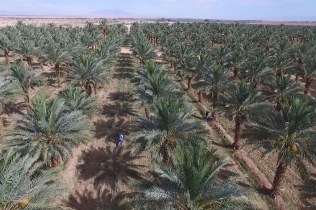 Grower Direct