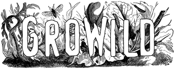 Growild Inc