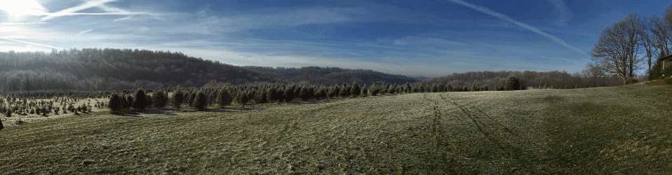 Grupp's Christmas Tree Farm
