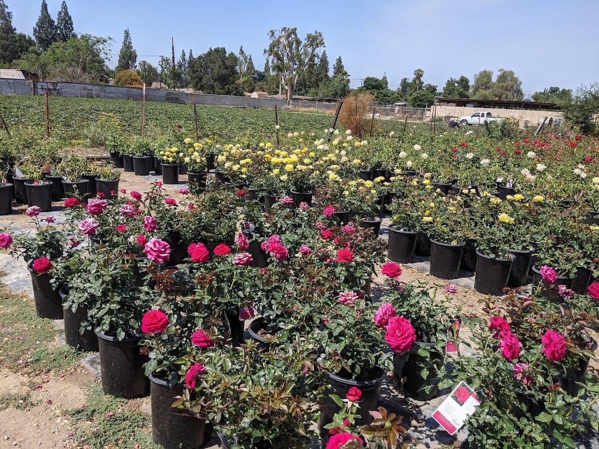 Guerrero Rose Farm Nursery