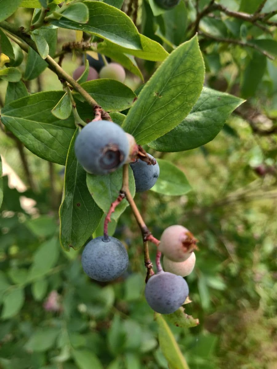 Gunson Ridge Farm - Orchard & Nursery
