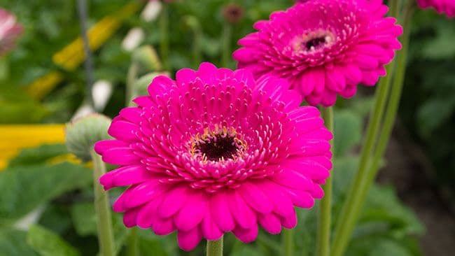 Hains Greenhouses, Inc.
