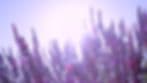 Half Moon Bay Lavender