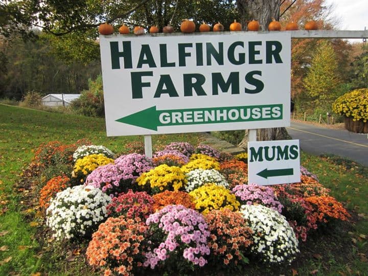 Halfinger Farms