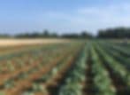 Halsey Farm & Nursery