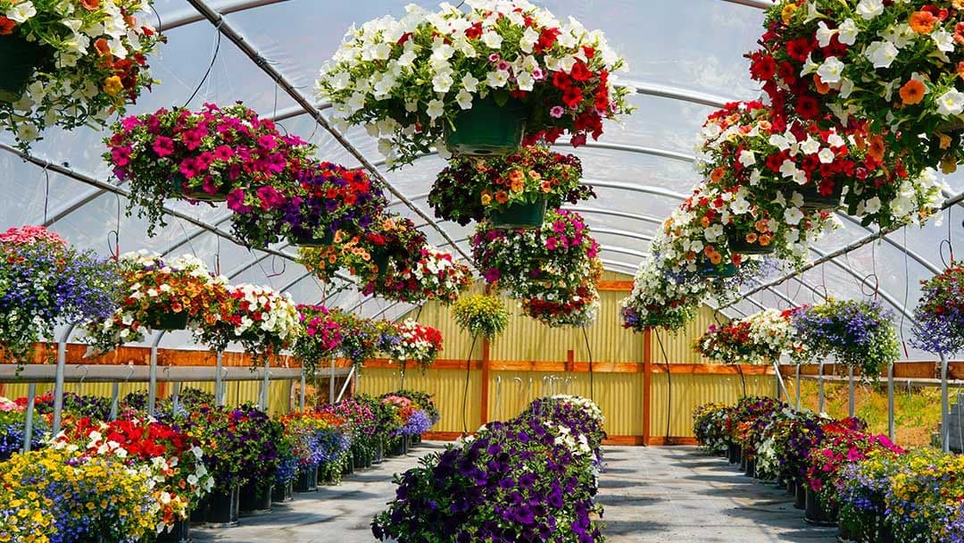 Hamblin's Nursery
