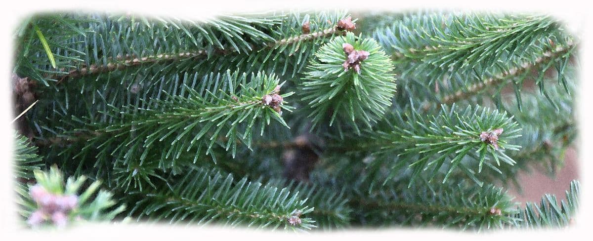 Hamill Christmas Tree Farm
