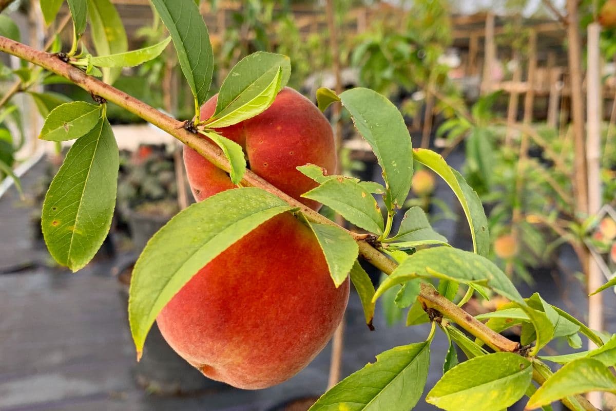 Hamilton's Fruit Tree Nursery & More
