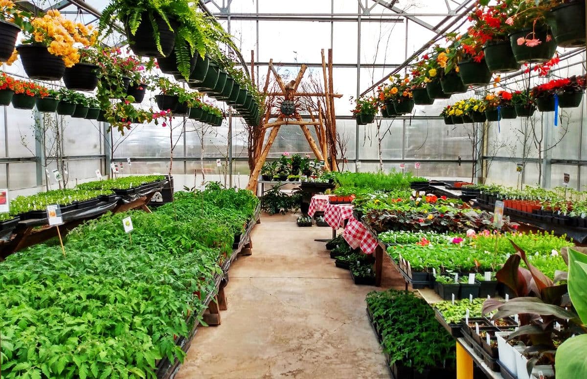Hammarlund Nursery