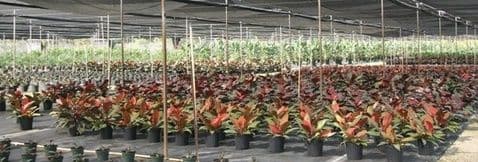 Hanck Nursery