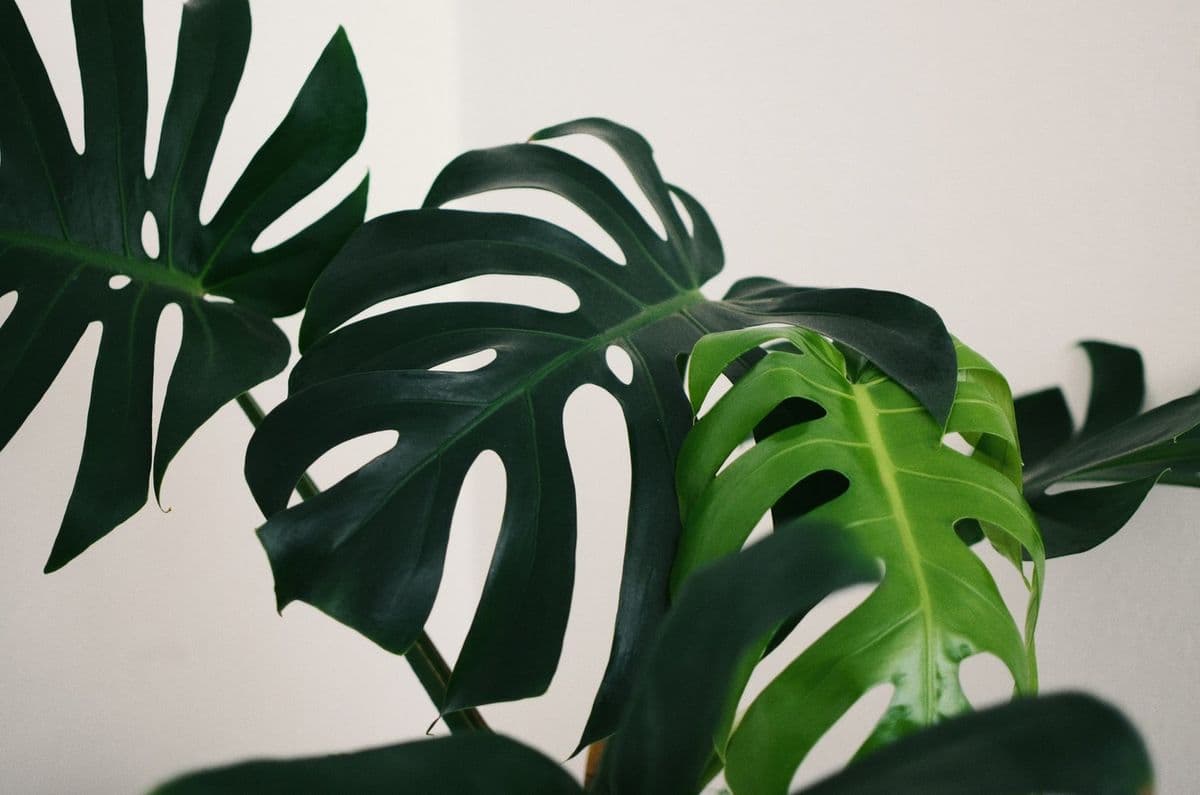 Hapke’s Hortum Houseplants & Supply