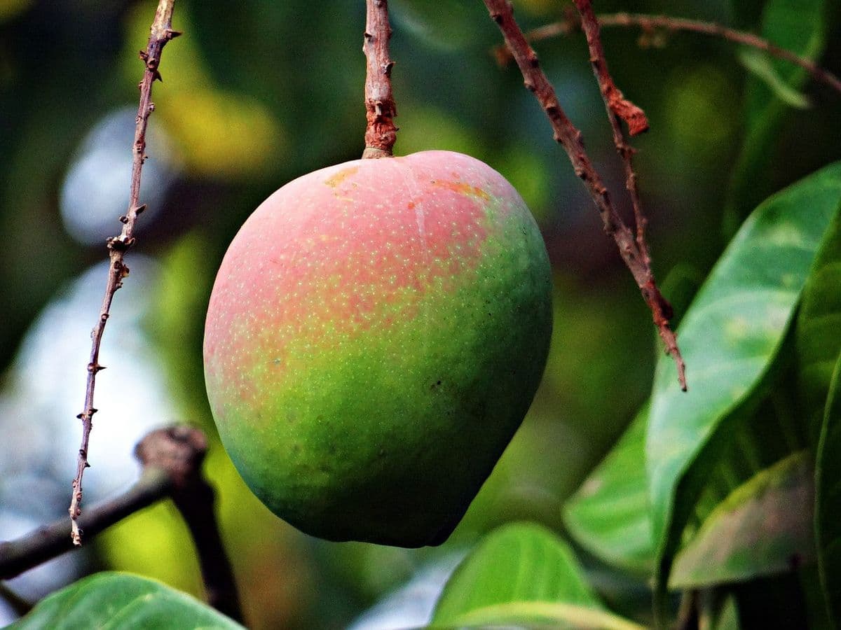 Happy Groves Tropical Fruit Nursery