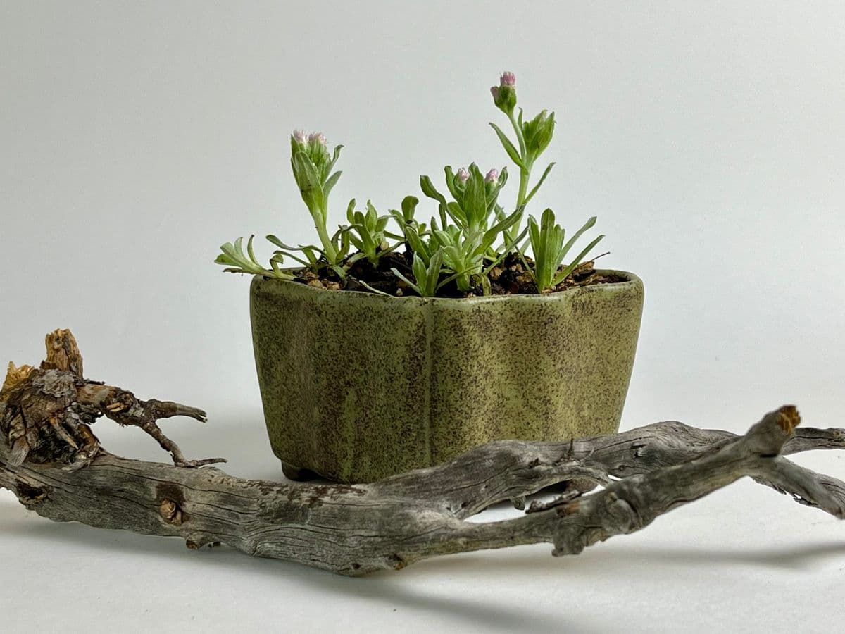 Hardy Bonsai