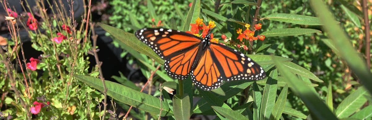 Hartwell's Nursery