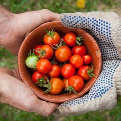 Harvest The Lesson