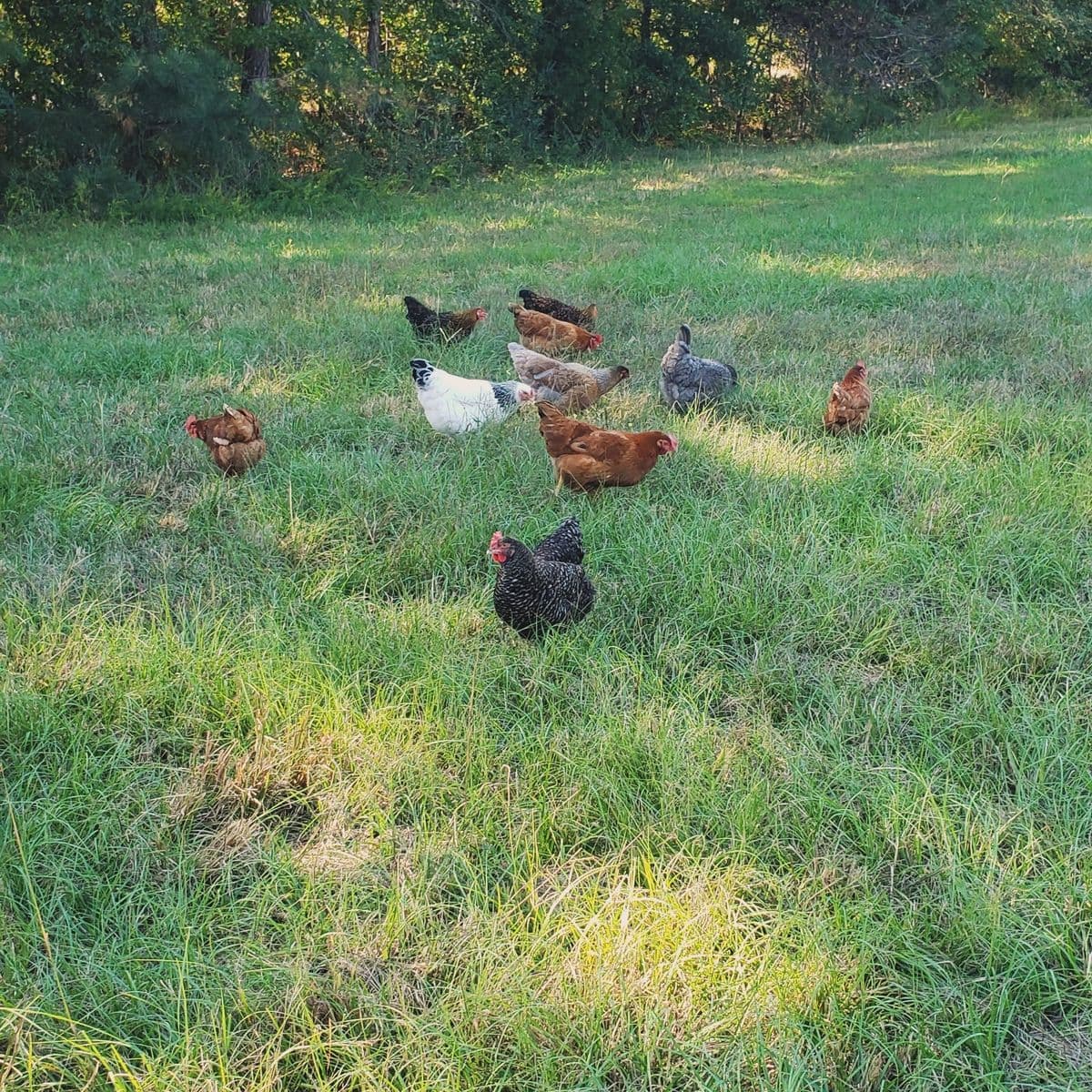Harvey Hills Farm and Nursery, LLC