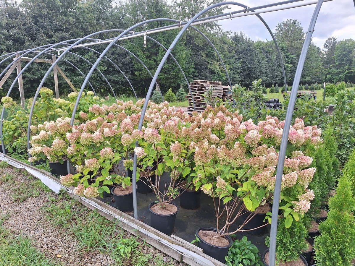Hayes Tree Farm