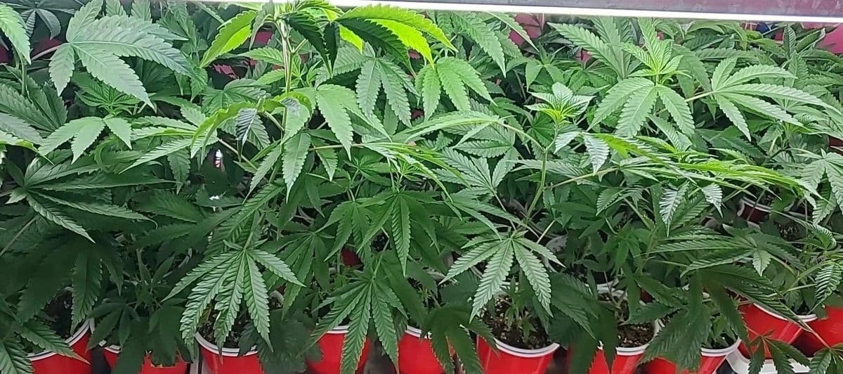 Hazy Daisies Michigan Clones