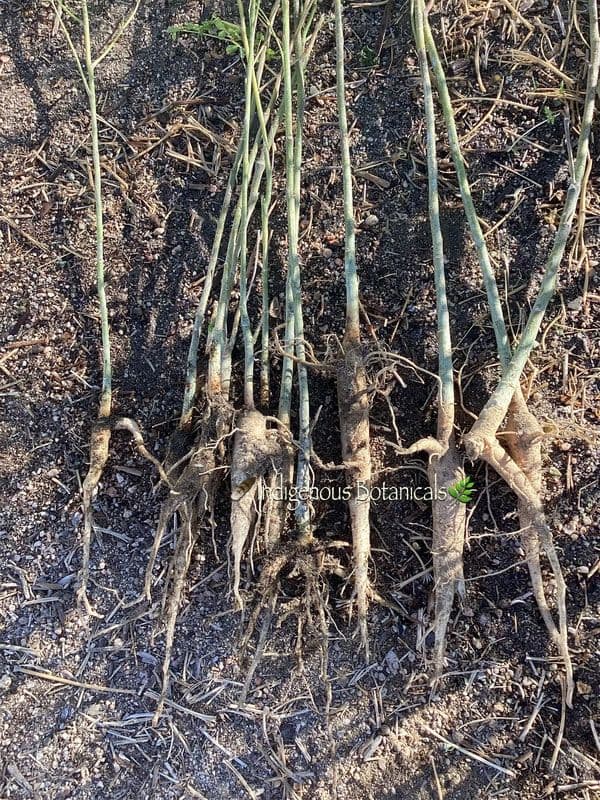HEALING MORINGA TREE FARM NURSERY * CALIFORNIA MOJAVE DESERT