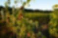 Heartwood Nursery