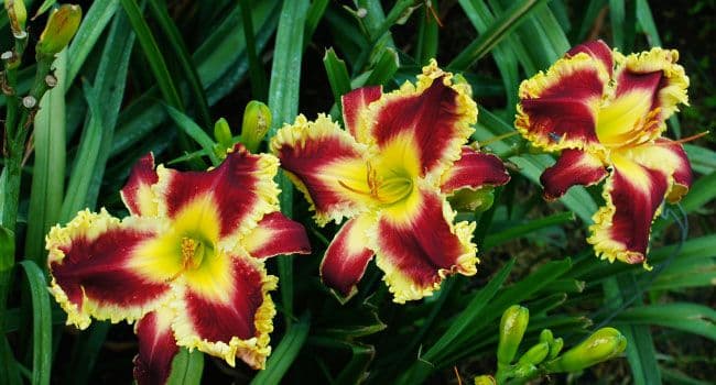 Heavenly Gardens