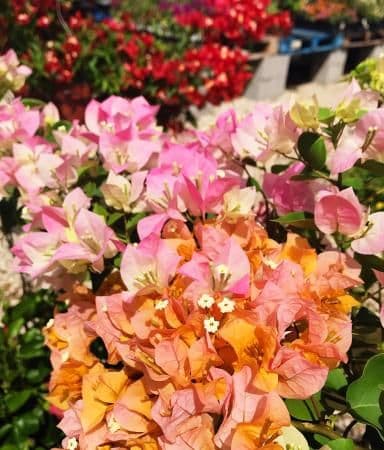 Hebron Gardens