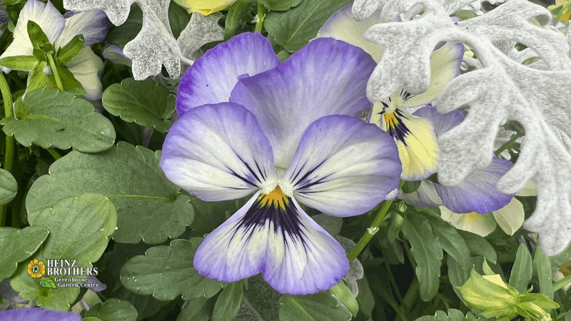 Heinz Brothers Greenhouse Garden Center