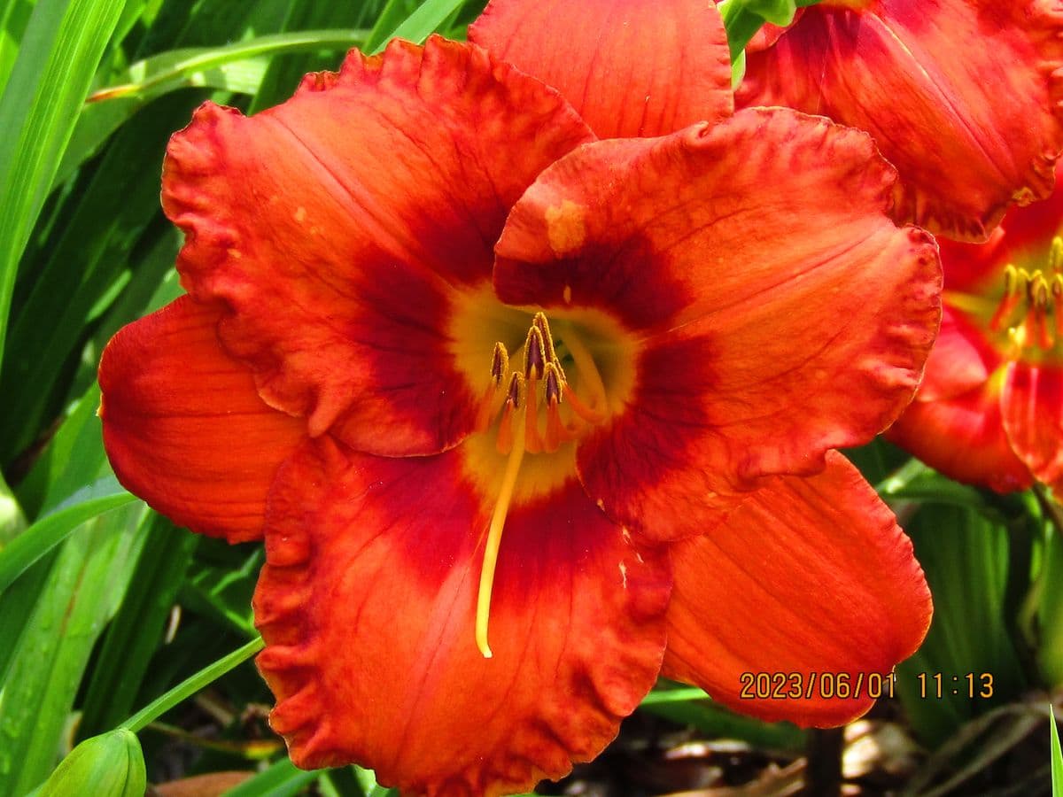 Hemingway Nursery Featuring Roycroft Daylilies