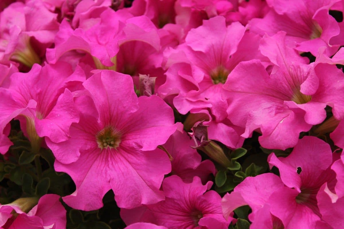 Henry's Plants LLC