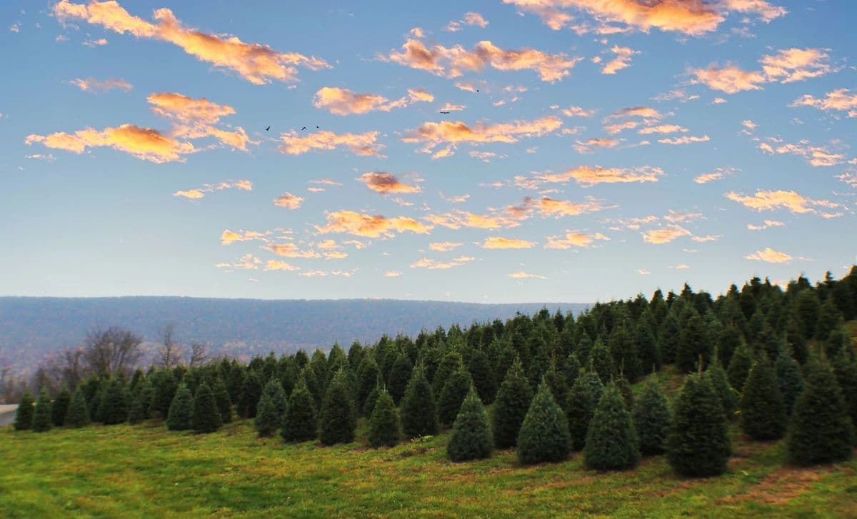Henry's Tree Farm