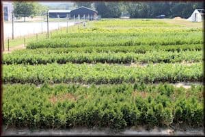 Herd Farms Nursery
